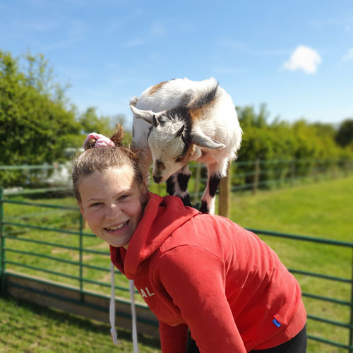 Holiday Farm Animals