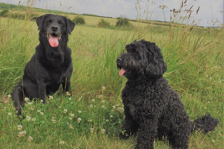 Camping Dogs Allowed